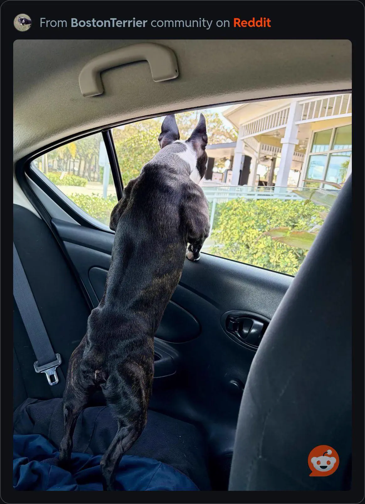 Wait Till You See These 11 Giants Built Like Tanks đ« 18 Massive dog named Aries showing off his absolute unit size
