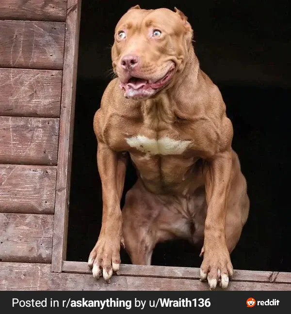 Wait Till You See These 11 Giants Built Like Tanks đ« 22 Extremely large dog built like an absolute unit