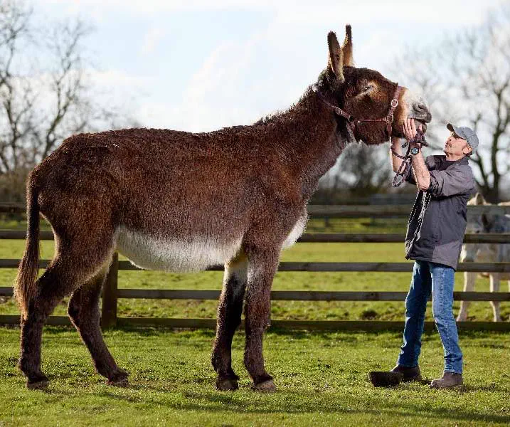 9 Giants So Ridiculous They Broke the Internet đ€Ż 18 Absolute Units of a donkey Derrick