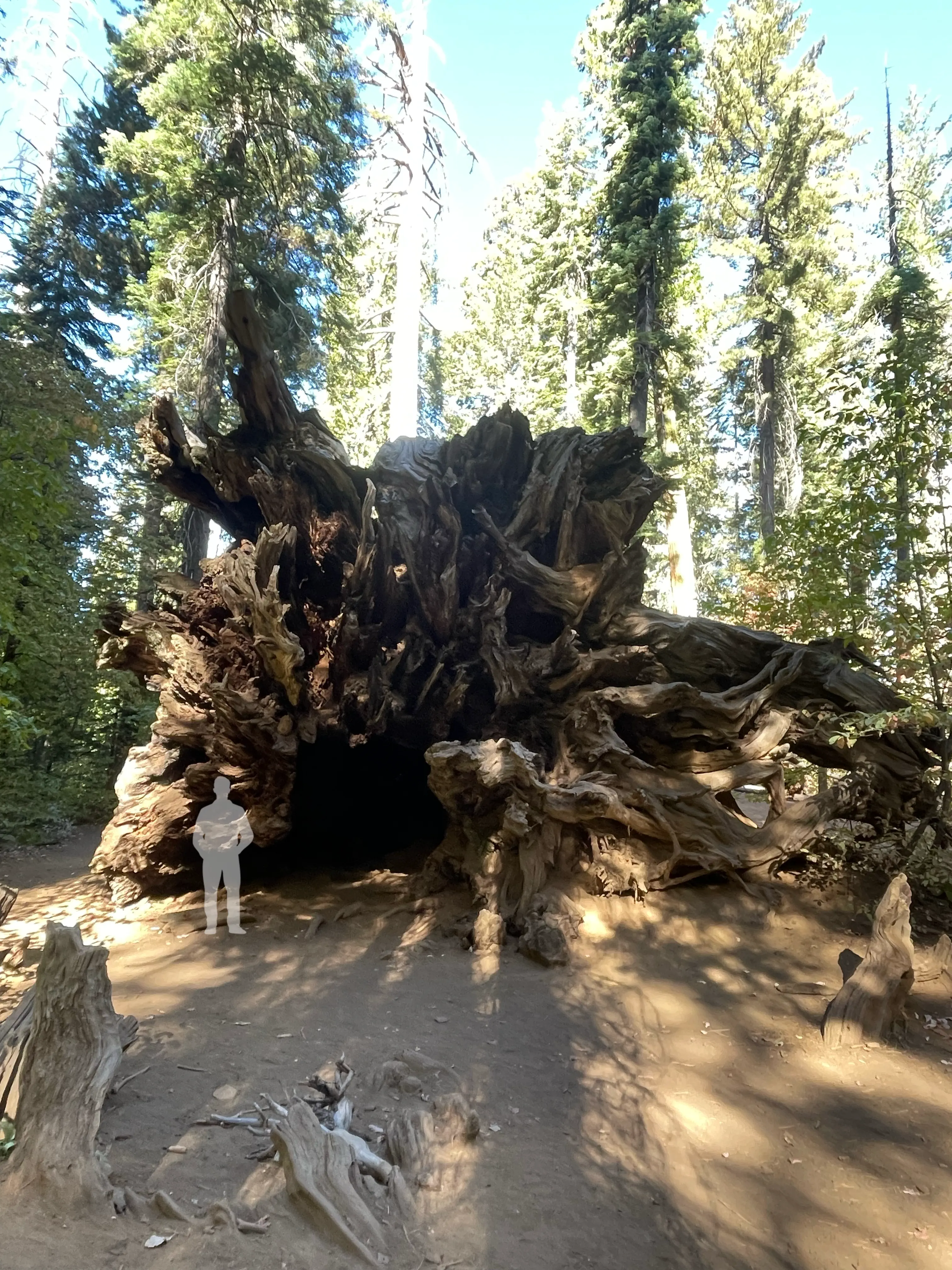 10 Everyday Things That Evolved Into Pure Chaos đ« 17 Absolute Units of a fallen Giant Sequoia tree
