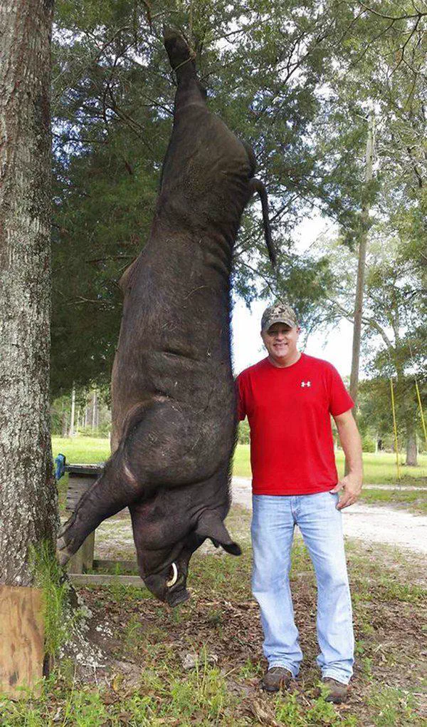 We Found 9 Chonky Units That Shouldn't Exist đ€Ż 20 Absolute Units of a feral 820-pound hog