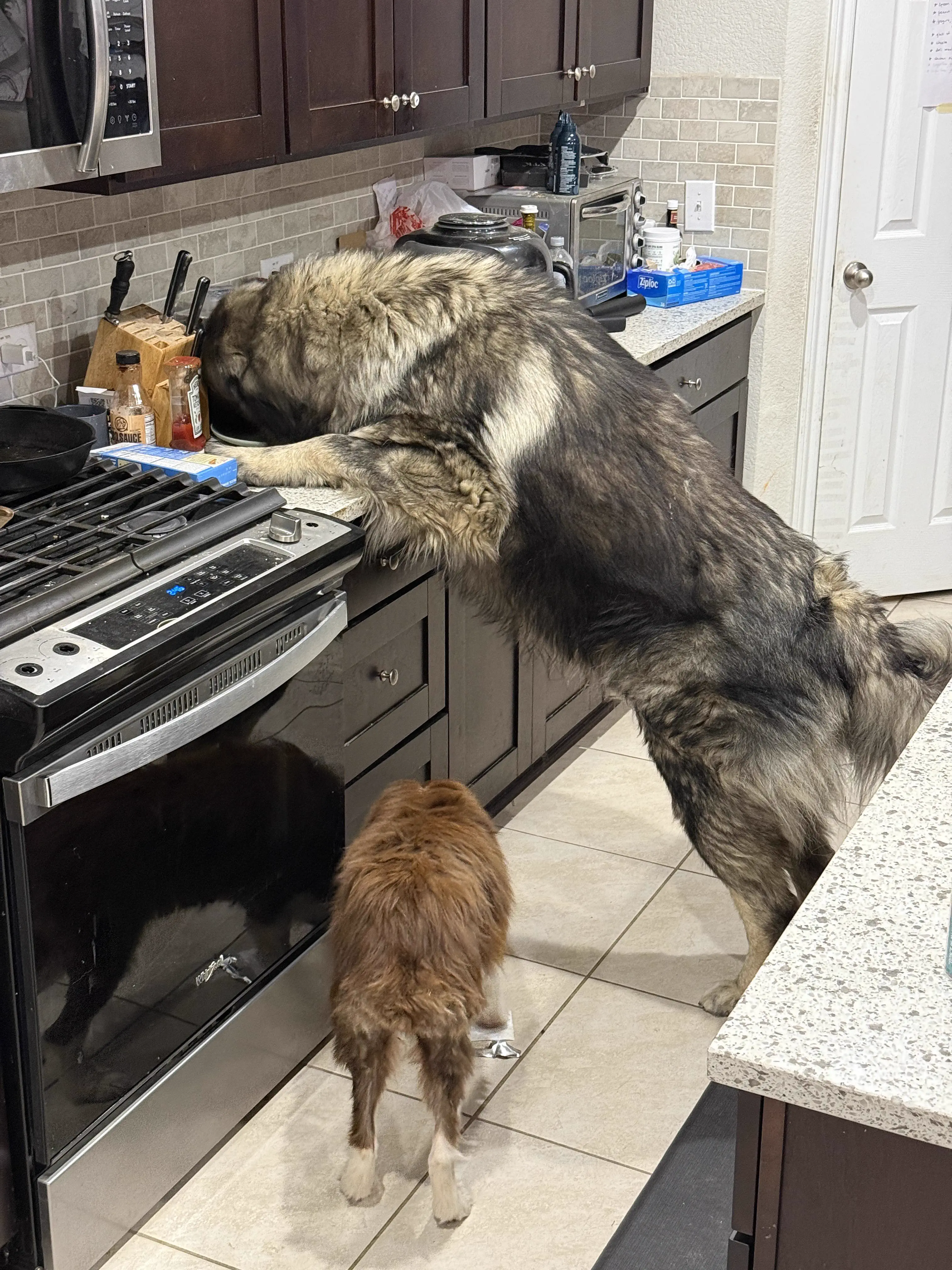 We Found 9 Chonky Units That Shouldn't Exist đ€Ż 19 Absolute Units of a food thief