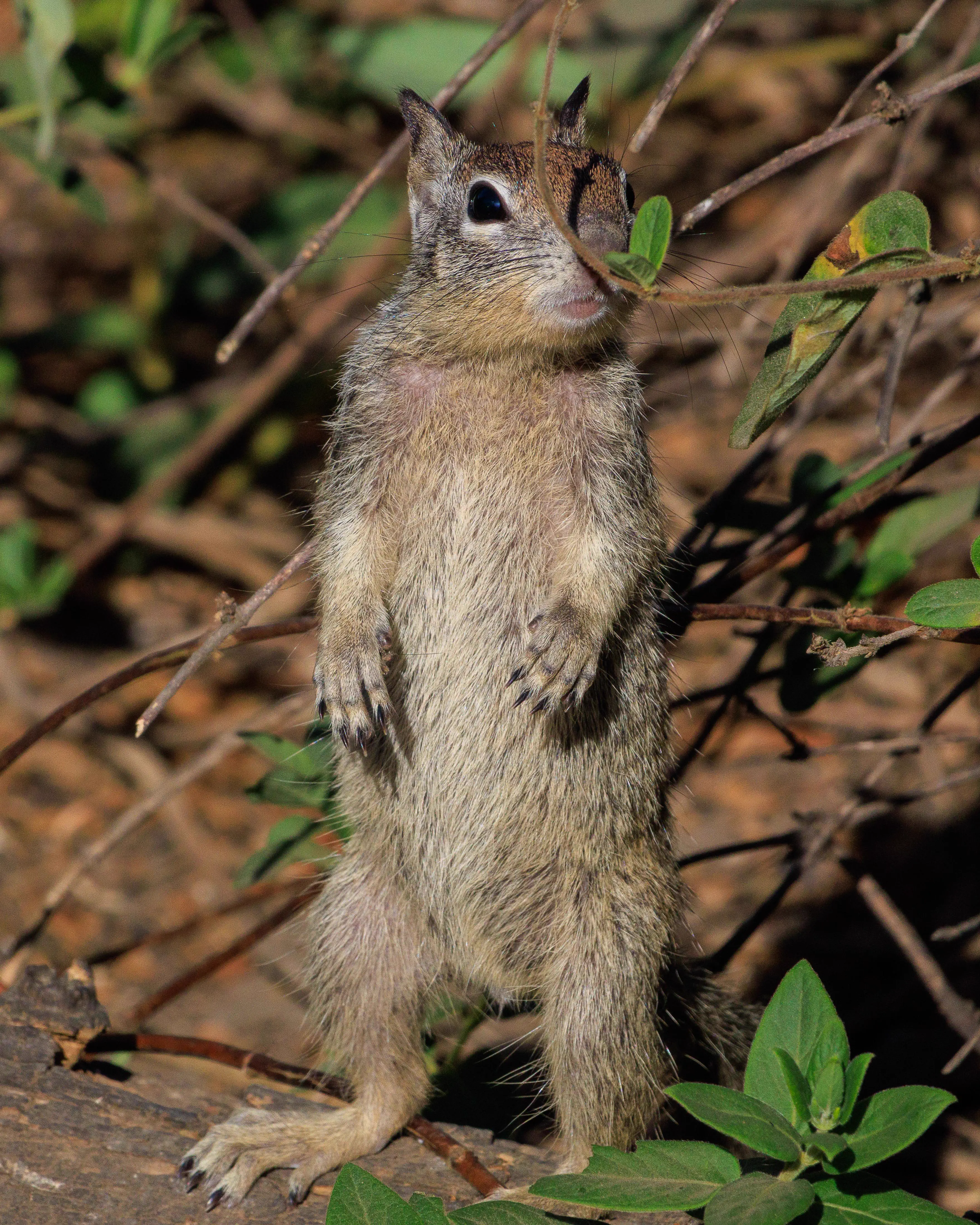 The 5 Most Enormous Things We Found Online đ€Ż 9 Cute squirrel with absurdly large feet that are comically oversized