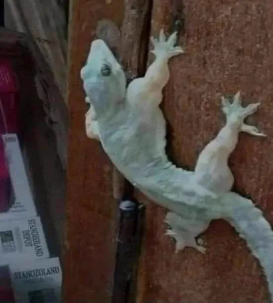 absolute units of a gecko