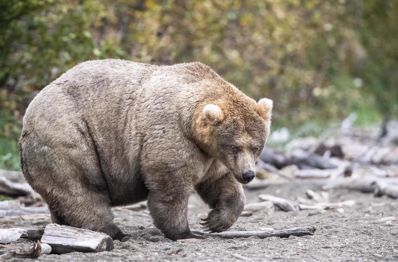 10 Everyday Things That Evolved Into Pure Chaos đ« 15 Absolute Units of a Grizzly Bear