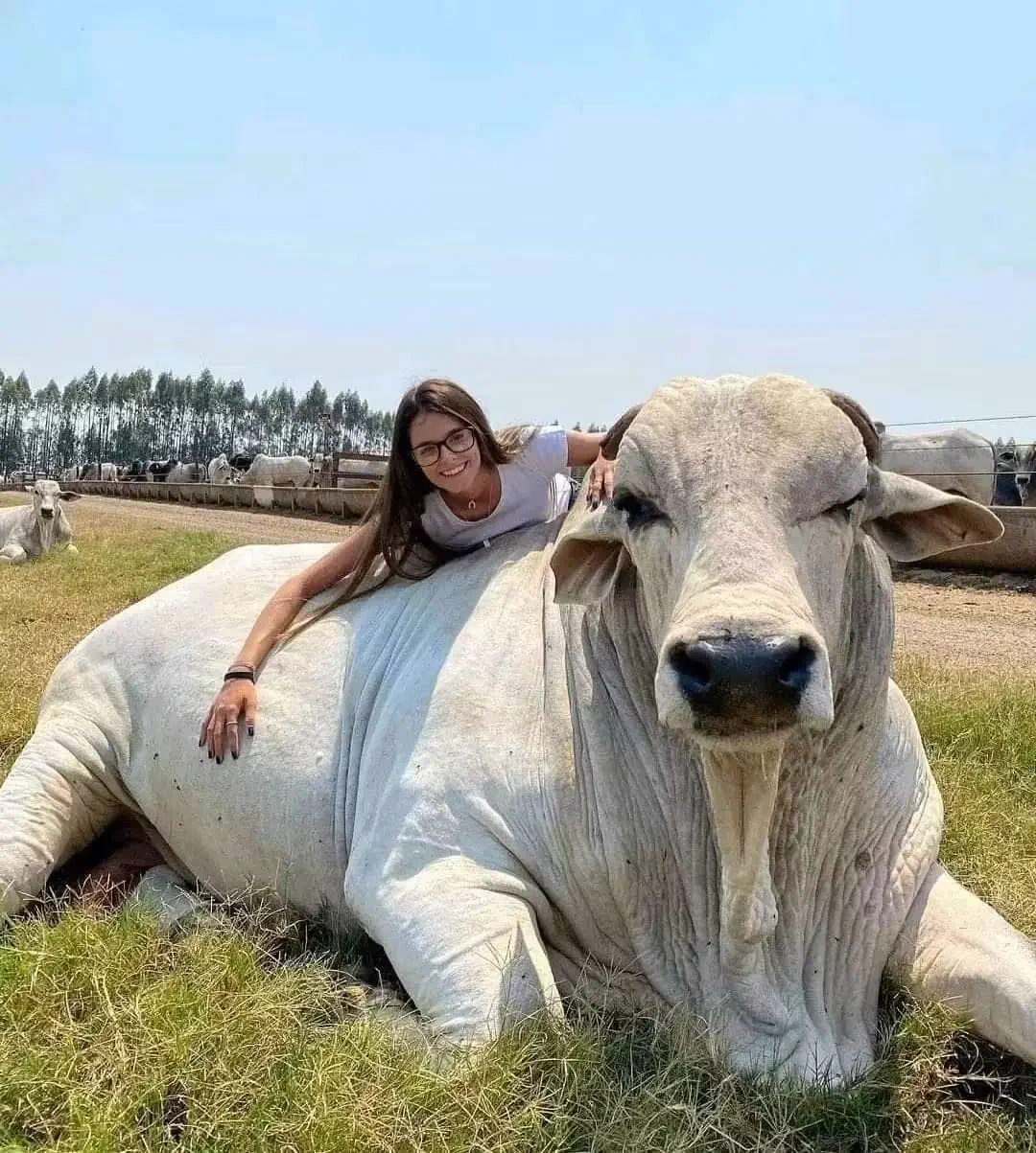 The 10 Chonkiest Units Ever Spotted in the Wild đ« 14 A giant cow towering over people in a field