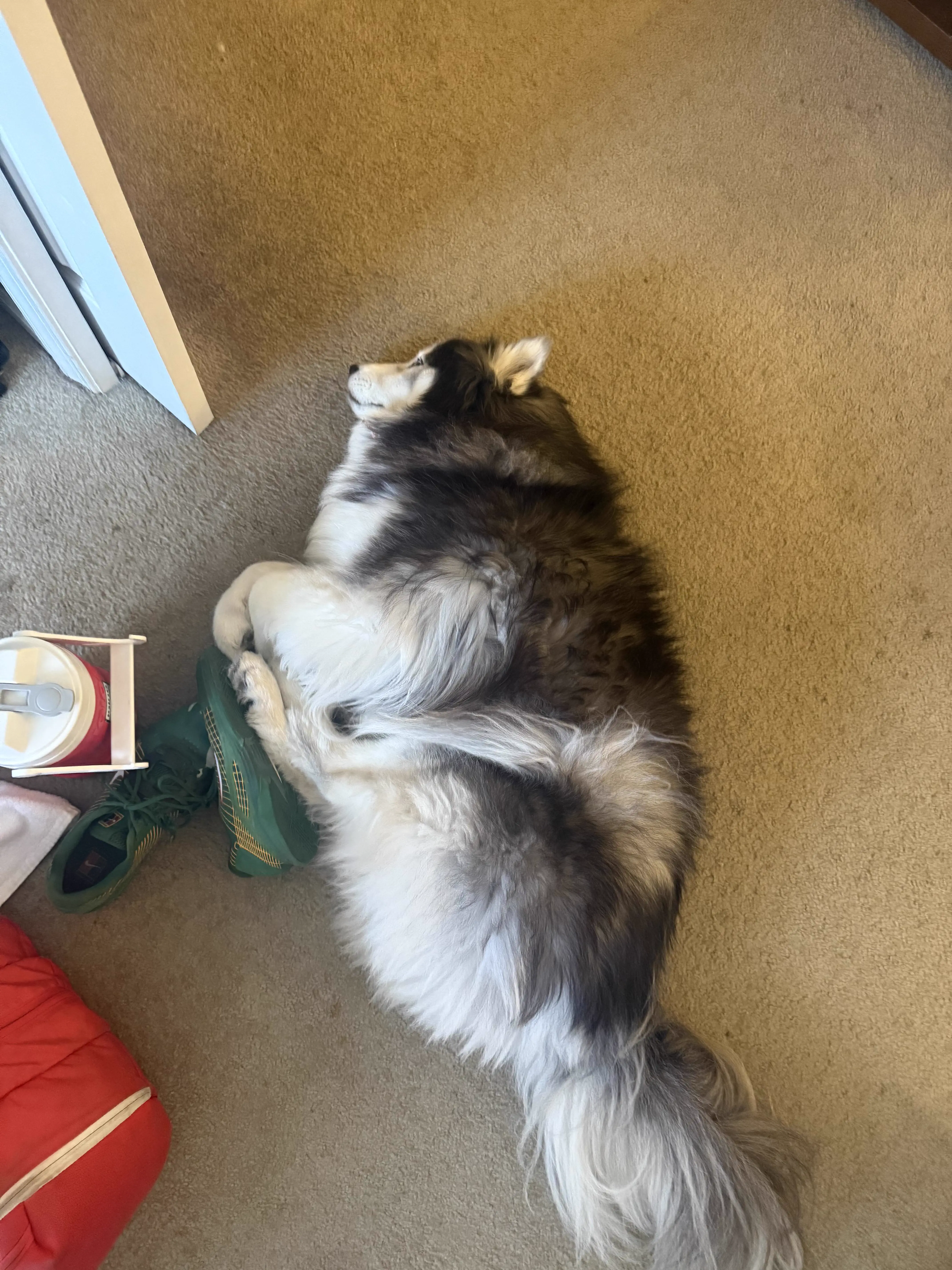 7 Random Things That Grew Into Absolute Tanks đ« 12 Absolute Units of a husky