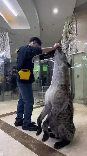 Wait Till You See These 11 Giants Built Like Tanks đ« 21 Massive hyena showing its colossal build