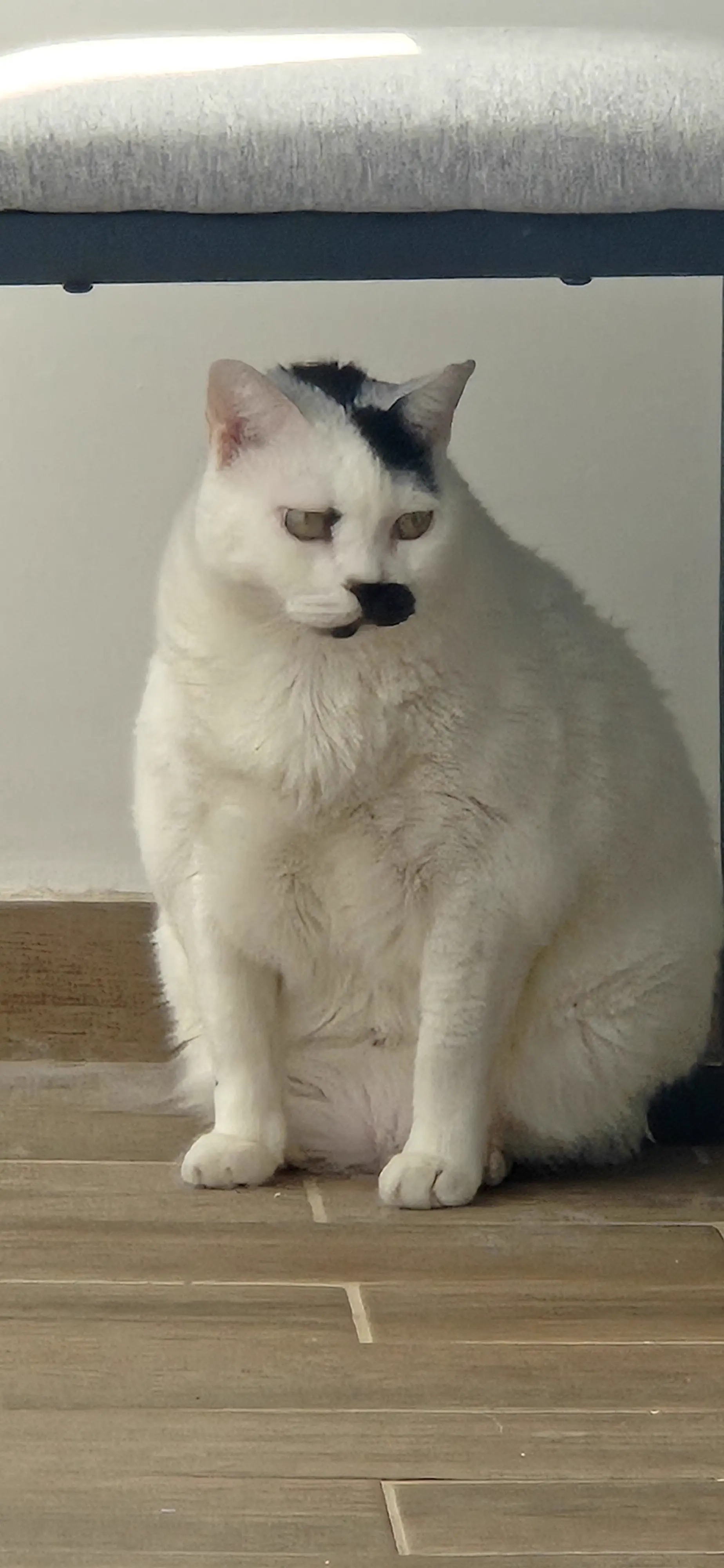 PUNCH: 12 Giants That Snapped the Scale in Half đ« 25 Absolute Units of a kitler cat