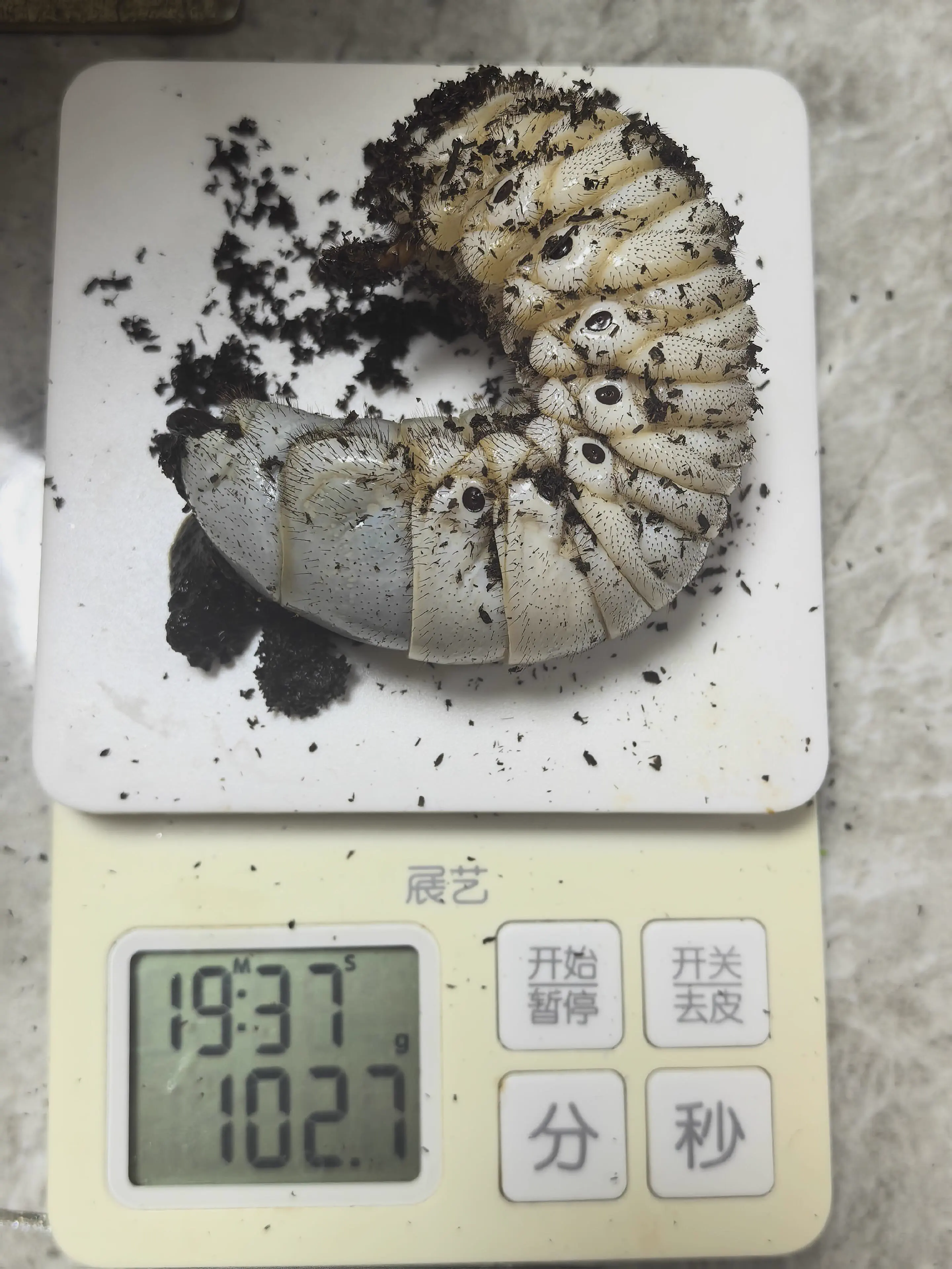 The 8 Chonkiest Units Ever Caught In The Wild đ« 17 A huge thick larva crawling on a leaf