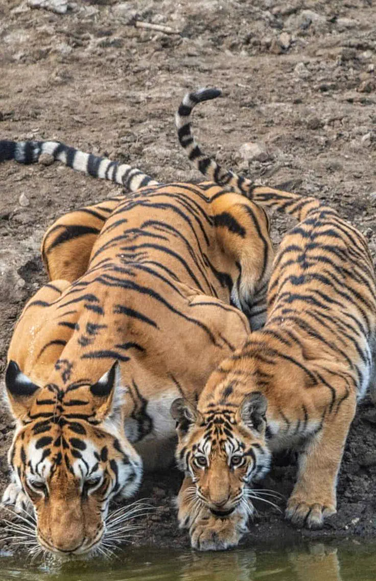 8 Giants So Ridiculously Large We Had to Look Twice đ 13 Absolute units of a massive mama tiger showing her enormous size