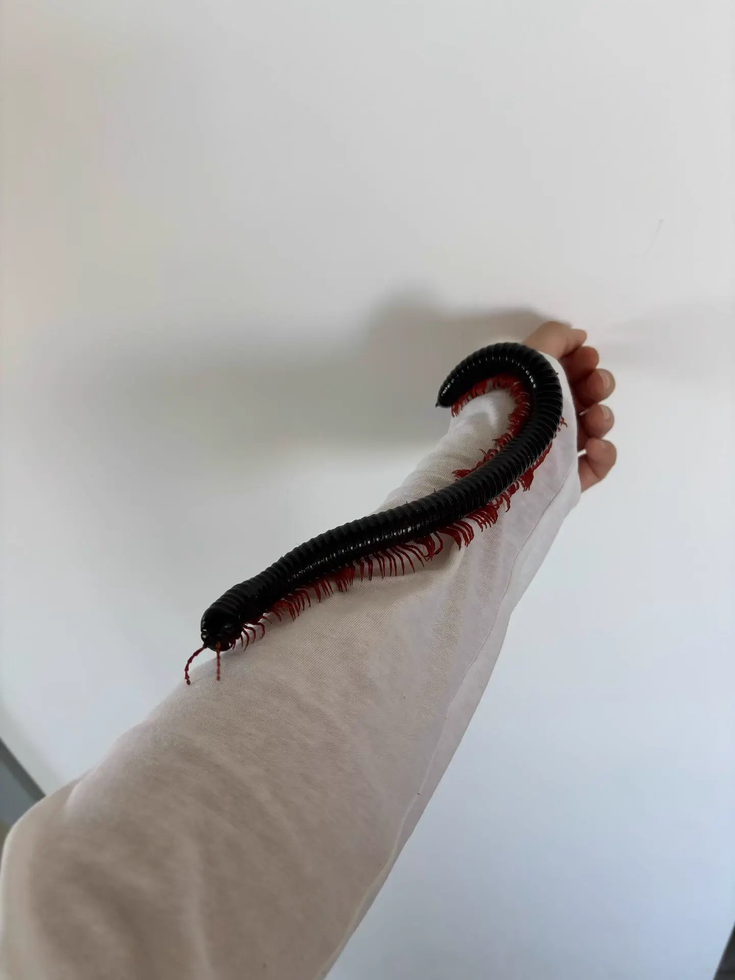 The 10 Chonkiest Units Ever Spotted in the Wild đ« 15 An unusually long and giant millipede