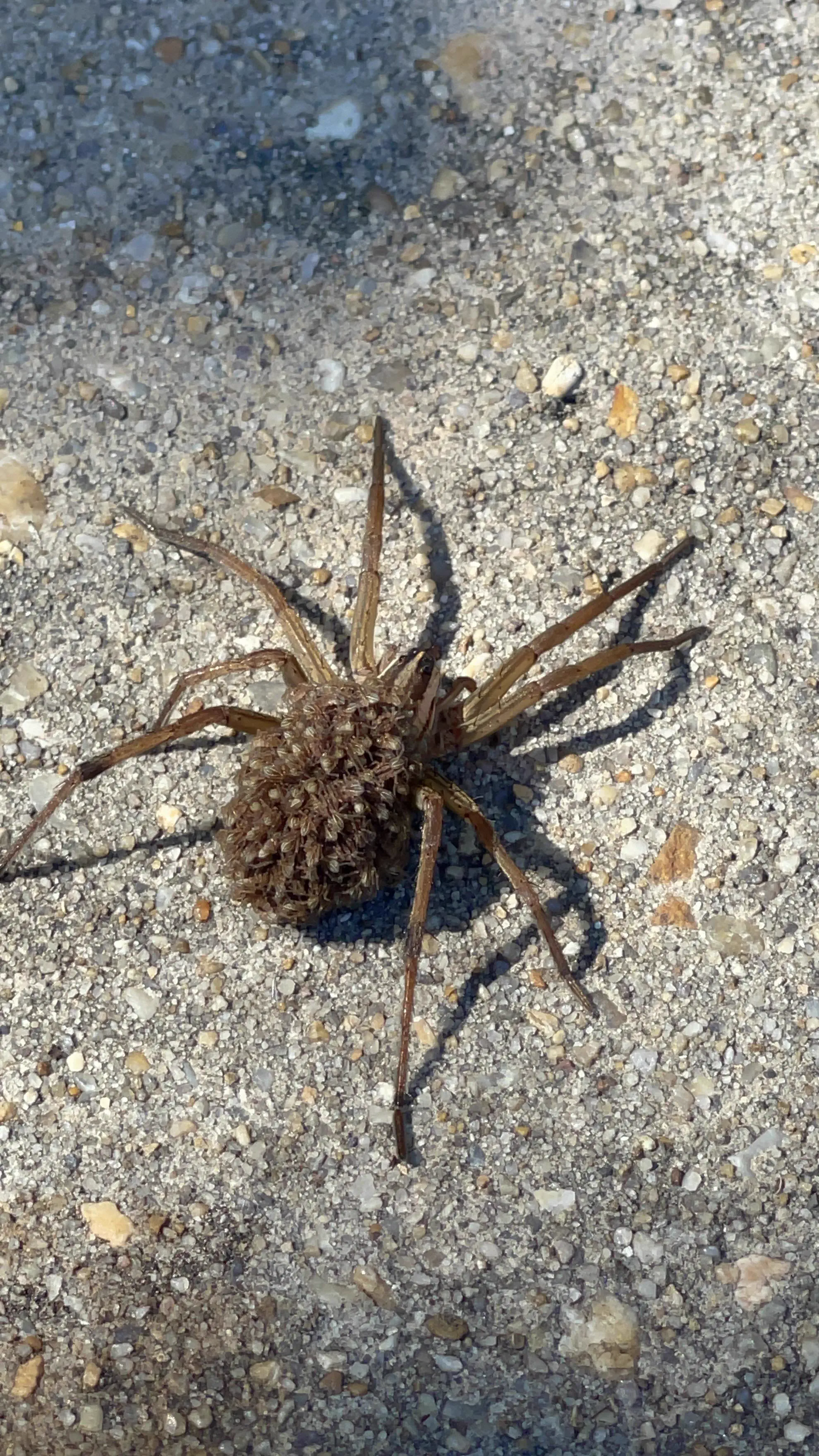 7 Random Things That Grew Into Absolute Tanks đ« 9 Absolute Units of a Momma Wolf Spider
