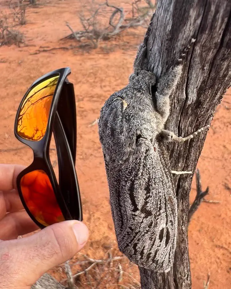 absolute units of a moth endoxyla cinereus