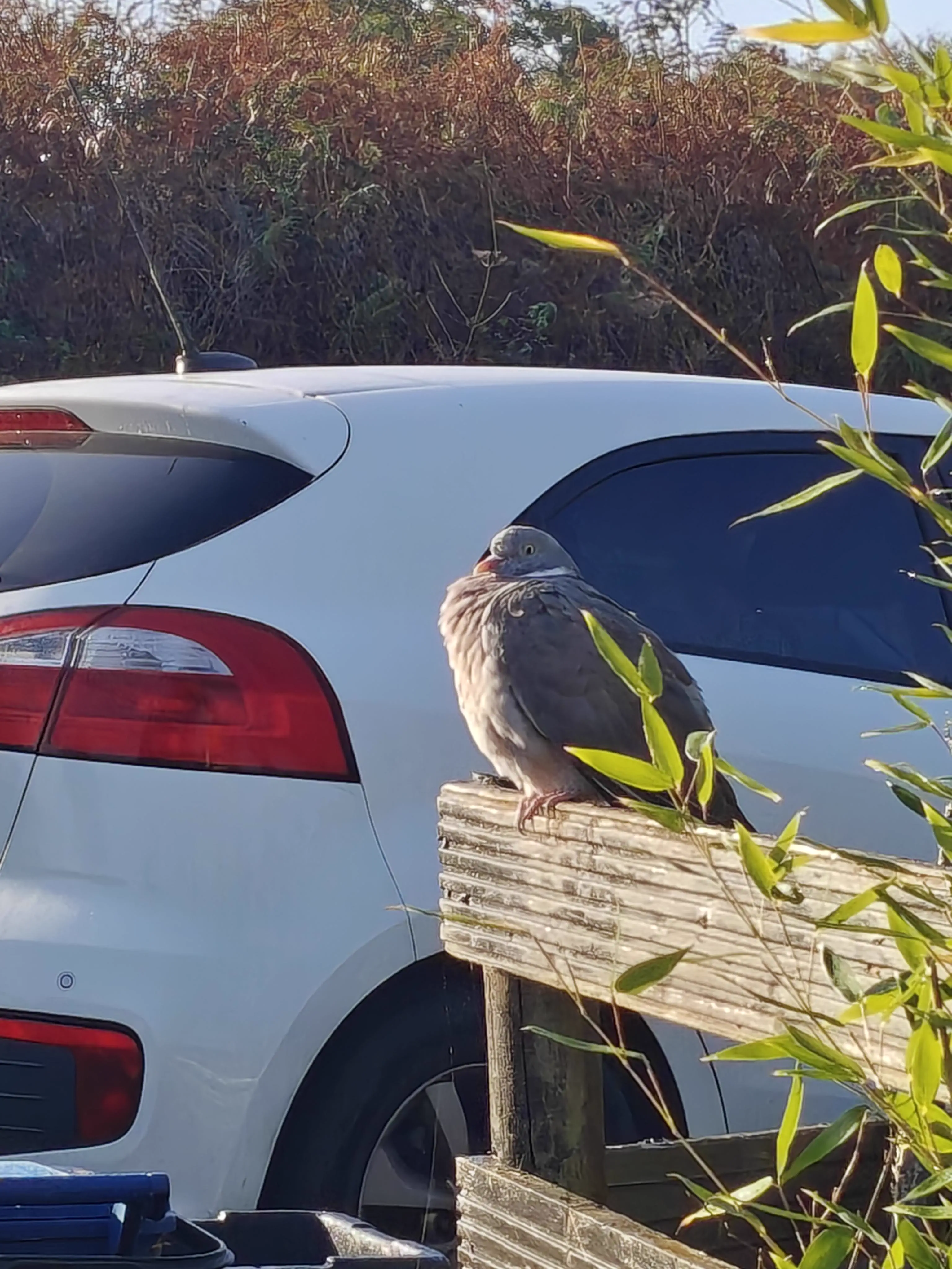 7 Random Things That Grew Into Absolute Tanks đ« 11 Absolute Units of a pidgeon