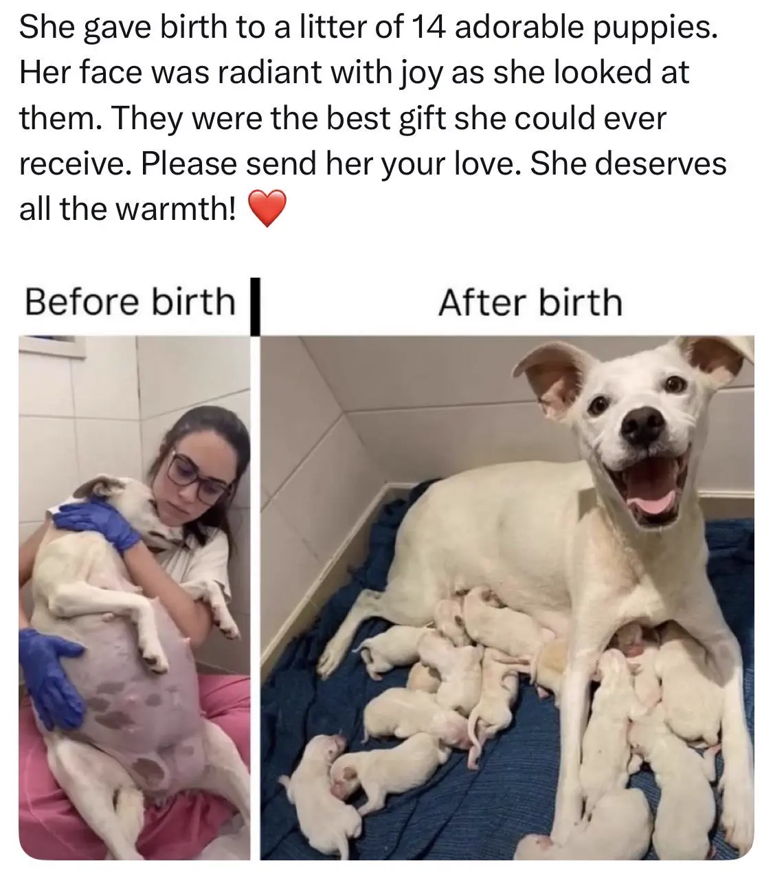 absolute units of a pregnant dog