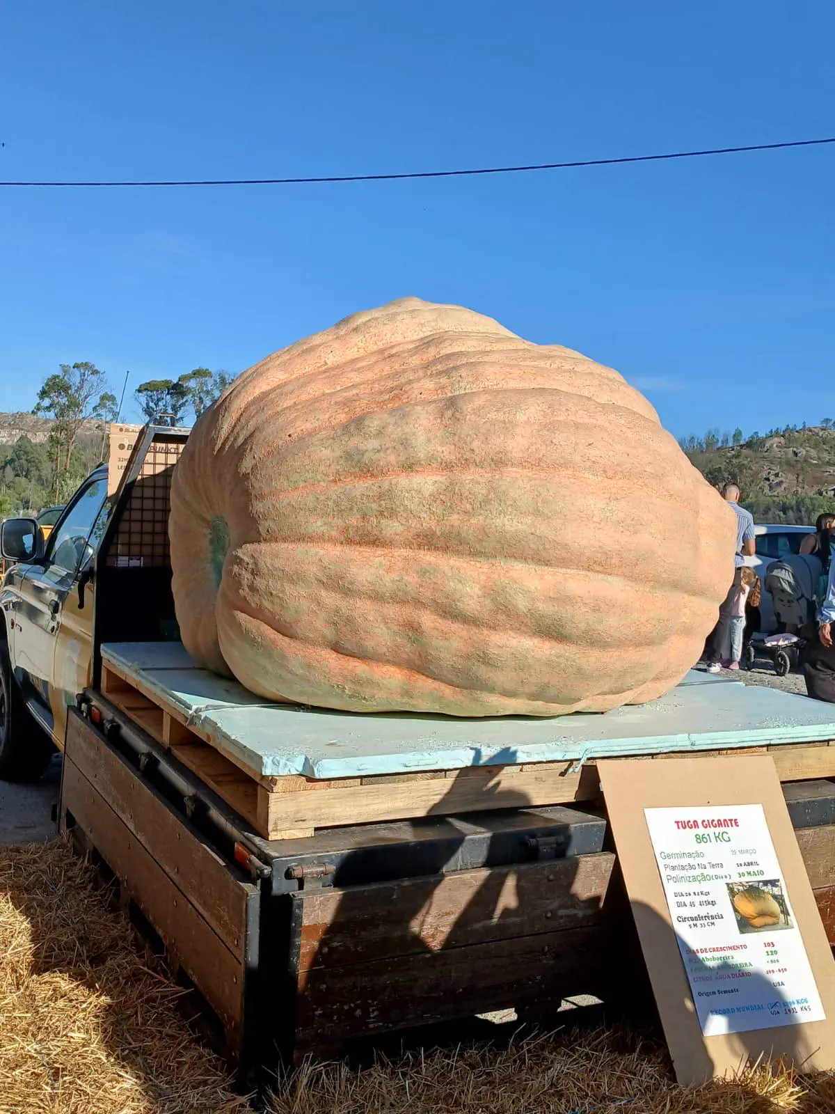 The 11 Most Colossal Units Ever Pulled From the Internet đ« 16 Absolute Units of a pumpkin harvested in Portugal