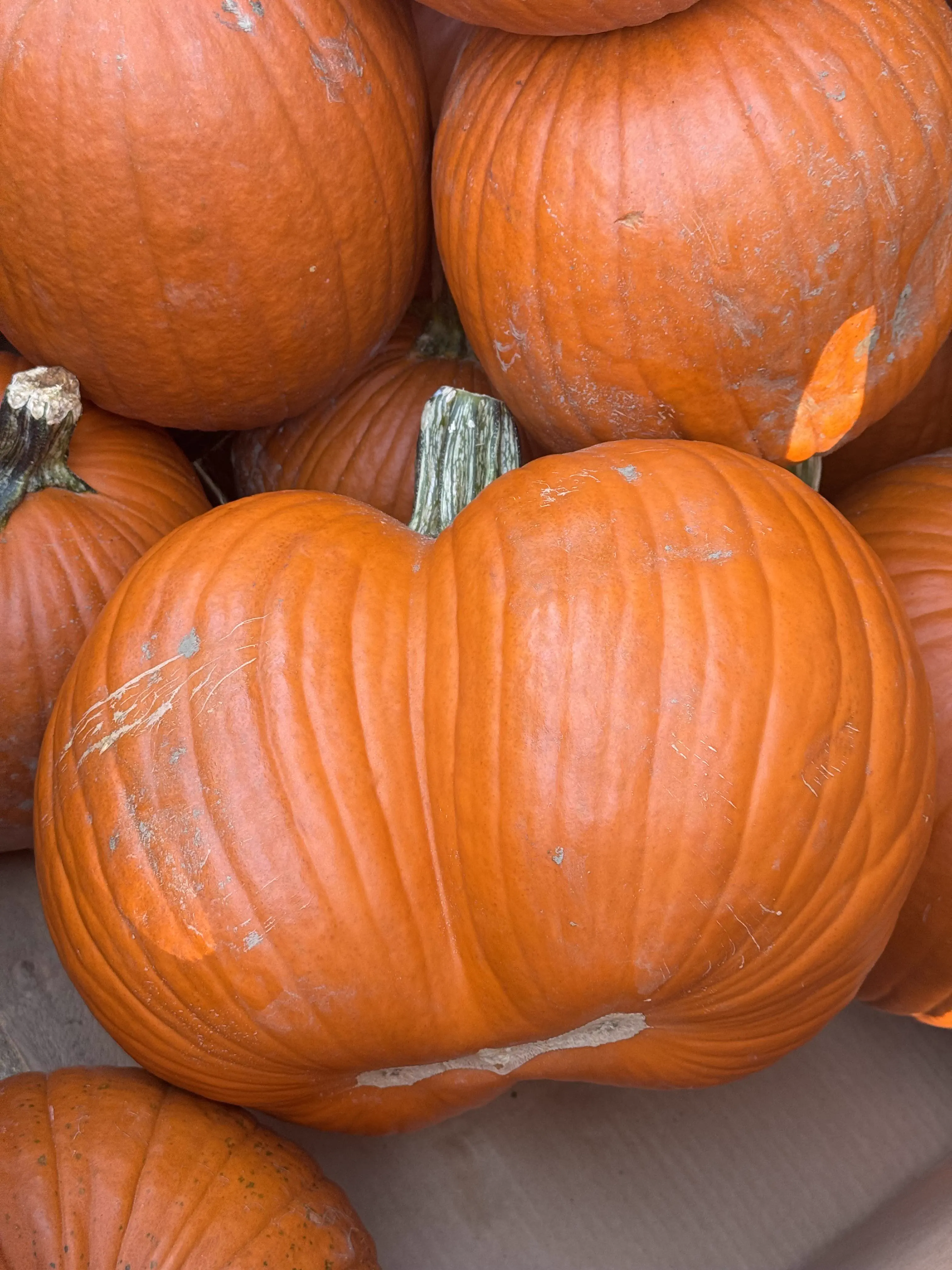 PUNCH: 12 Giants That Snapped the Scale in Half đ« 22 Absolute Units of a pumpkin I should have bought today