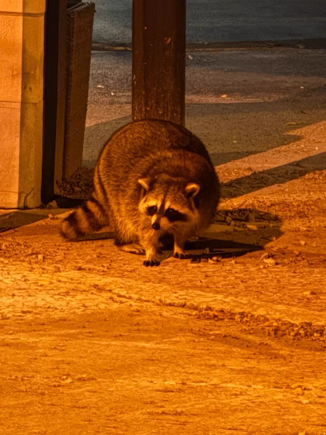 The 11 Most Colossal Units Ever Pulled From the Internet đ« 17 Absolute Units of a raccoon that looks like it ate every single garbage can in the entire neighborhood
