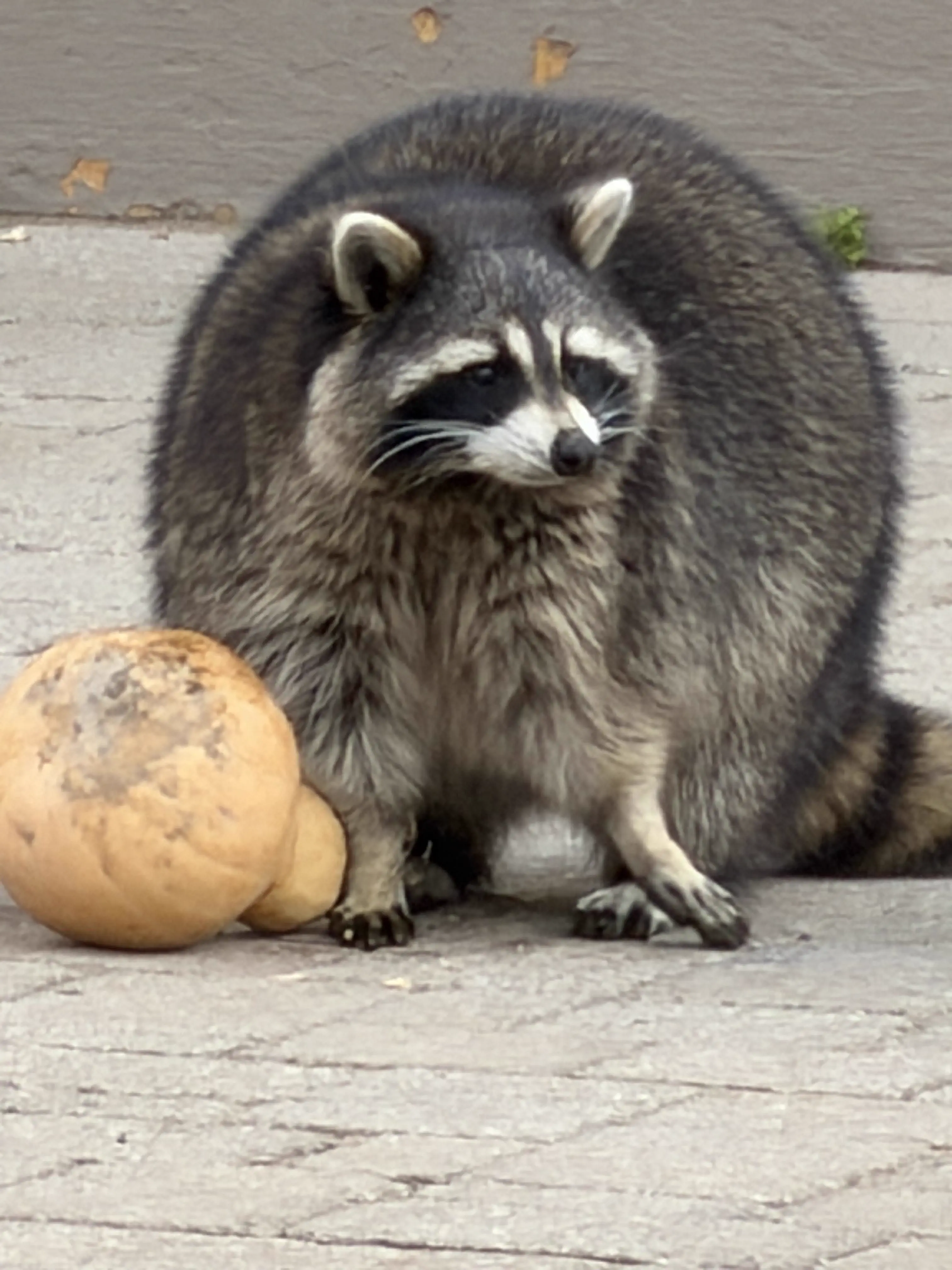 Wait Till You See These 8 Wonders Go Absolute Unit đ« 11 Giant raccoon absolute unit