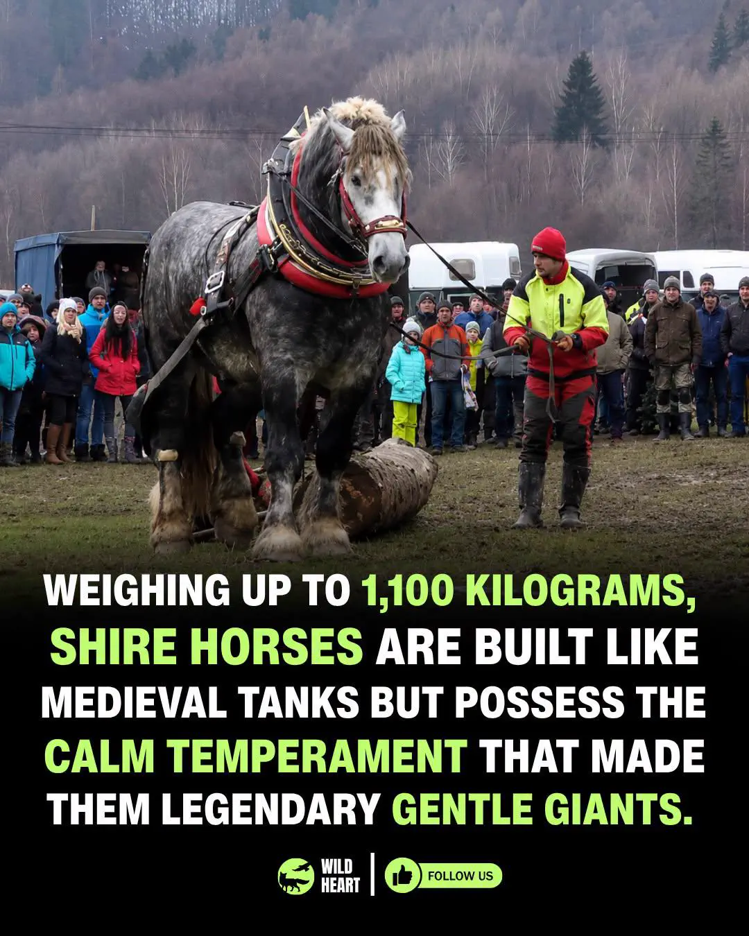 The 11 Most Colossal Units Ever Pulled From the Internet đ« 20 Absolute Units of a shire horse