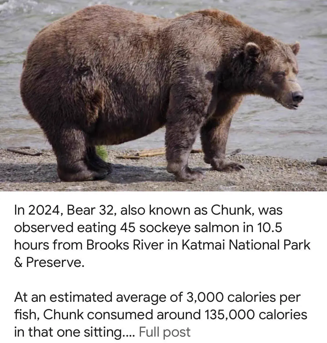9 Giants So Ridiculous They Broke the Internet đ€Ż 17 Absolute Units of a sitting