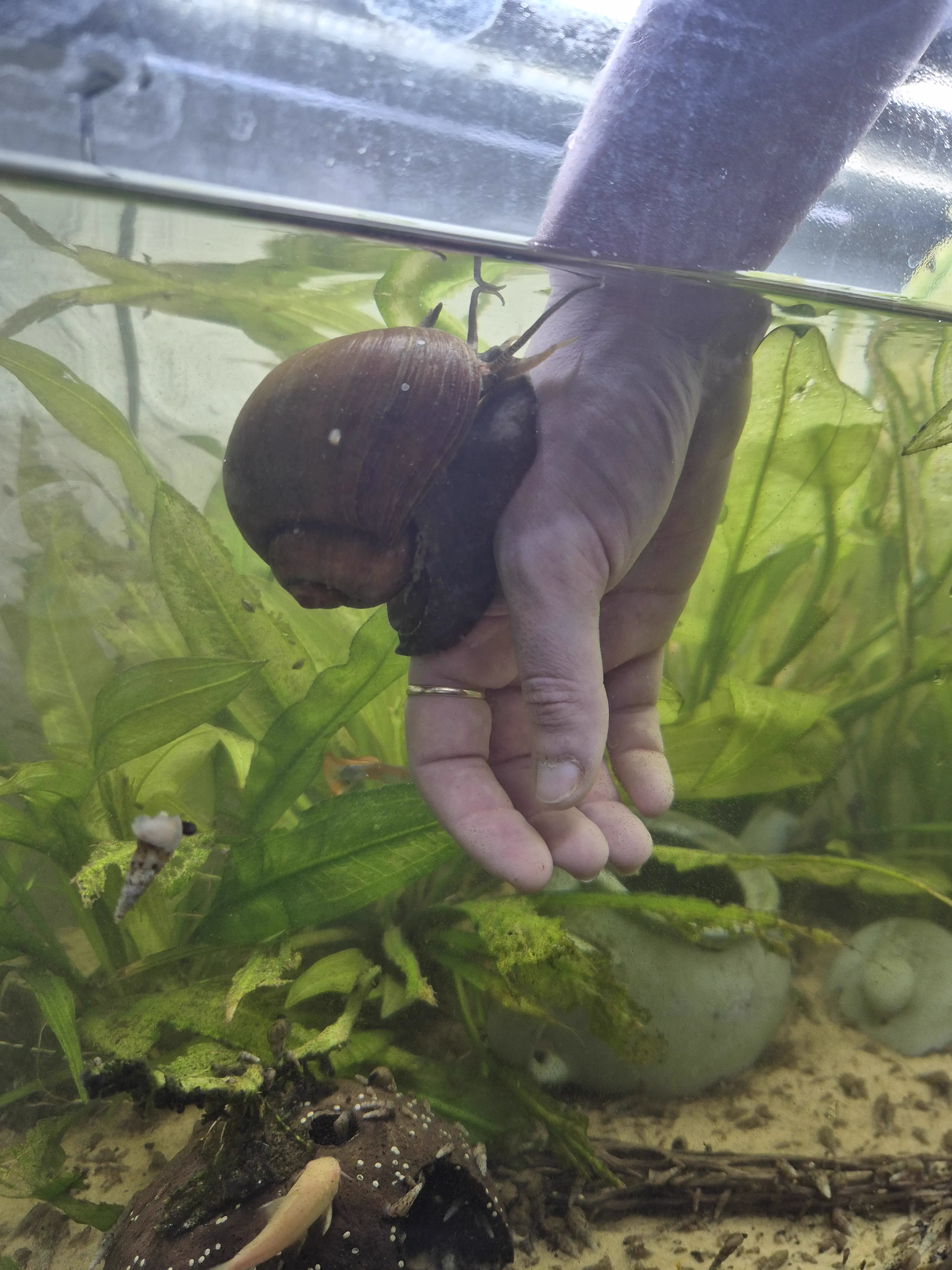 7 Random Things That Grew Into Absolute Tanks đ« 10 Absolute Units of a snail