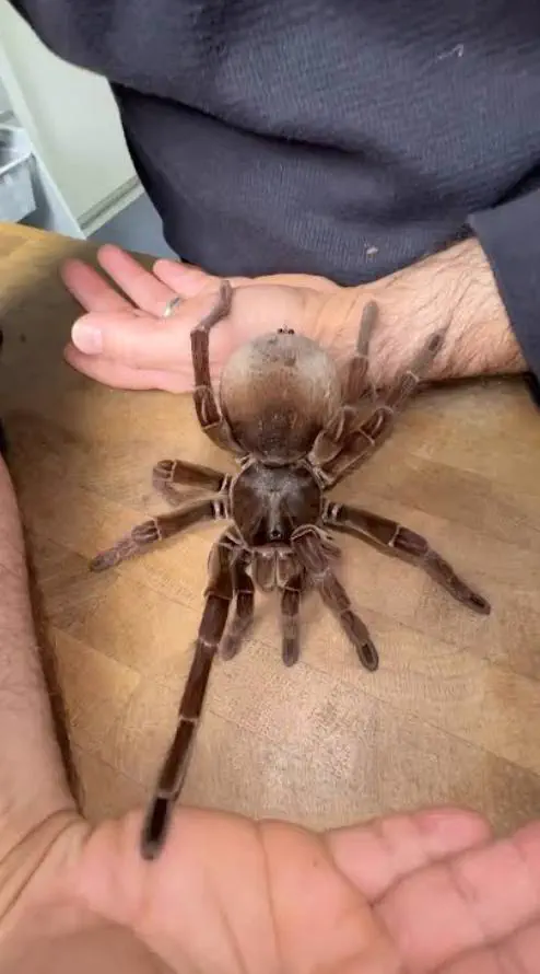 absolute units of a spider