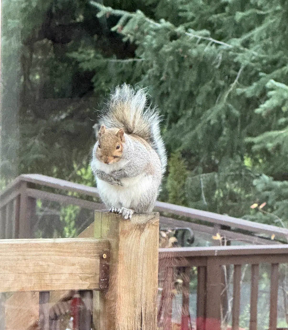 Wait Till You See These 11 Giants Built Like Tanks đ« 20 Extremely chonky squirrel waiting patiently for food