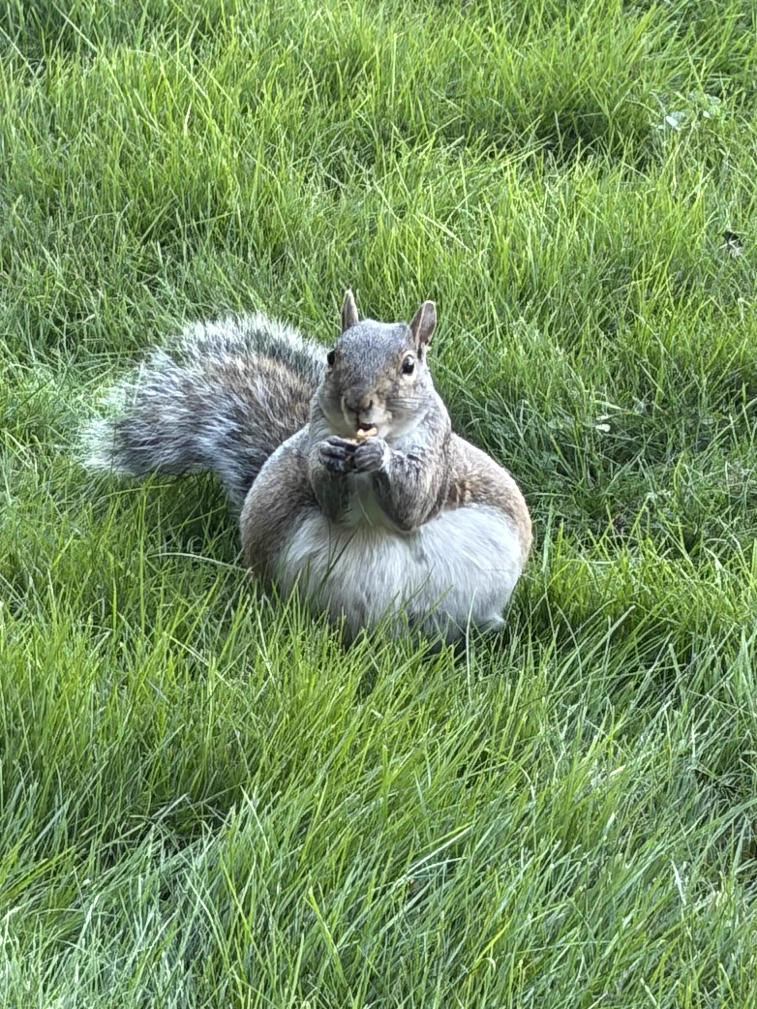 We Found 9 Chonky Units That Shouldn't Exist đ€Ż 13 Absolute Units of a squirrel