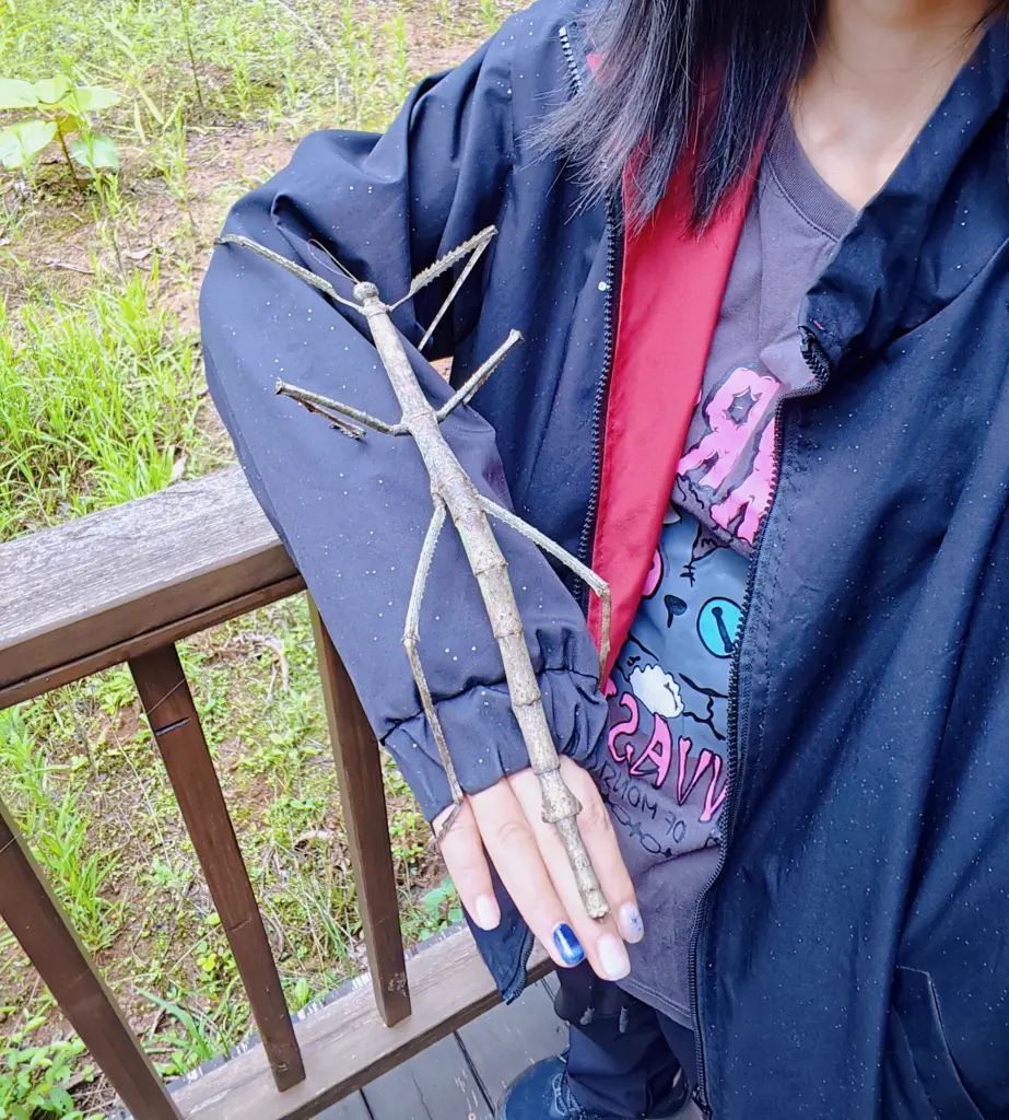 absolute units of a stick insect
