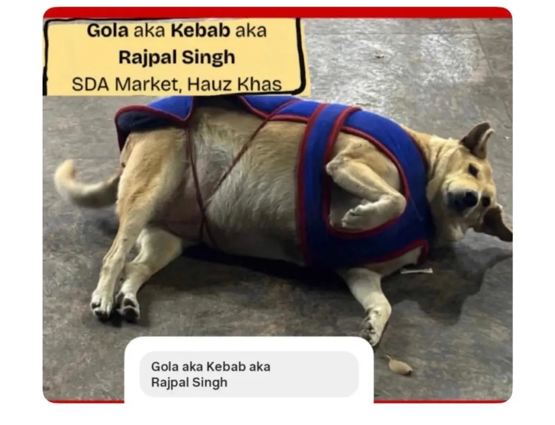 10 Everyday Things That Evolved Into Pure Chaos đ« 16 Absolute Units of a stray dog in India