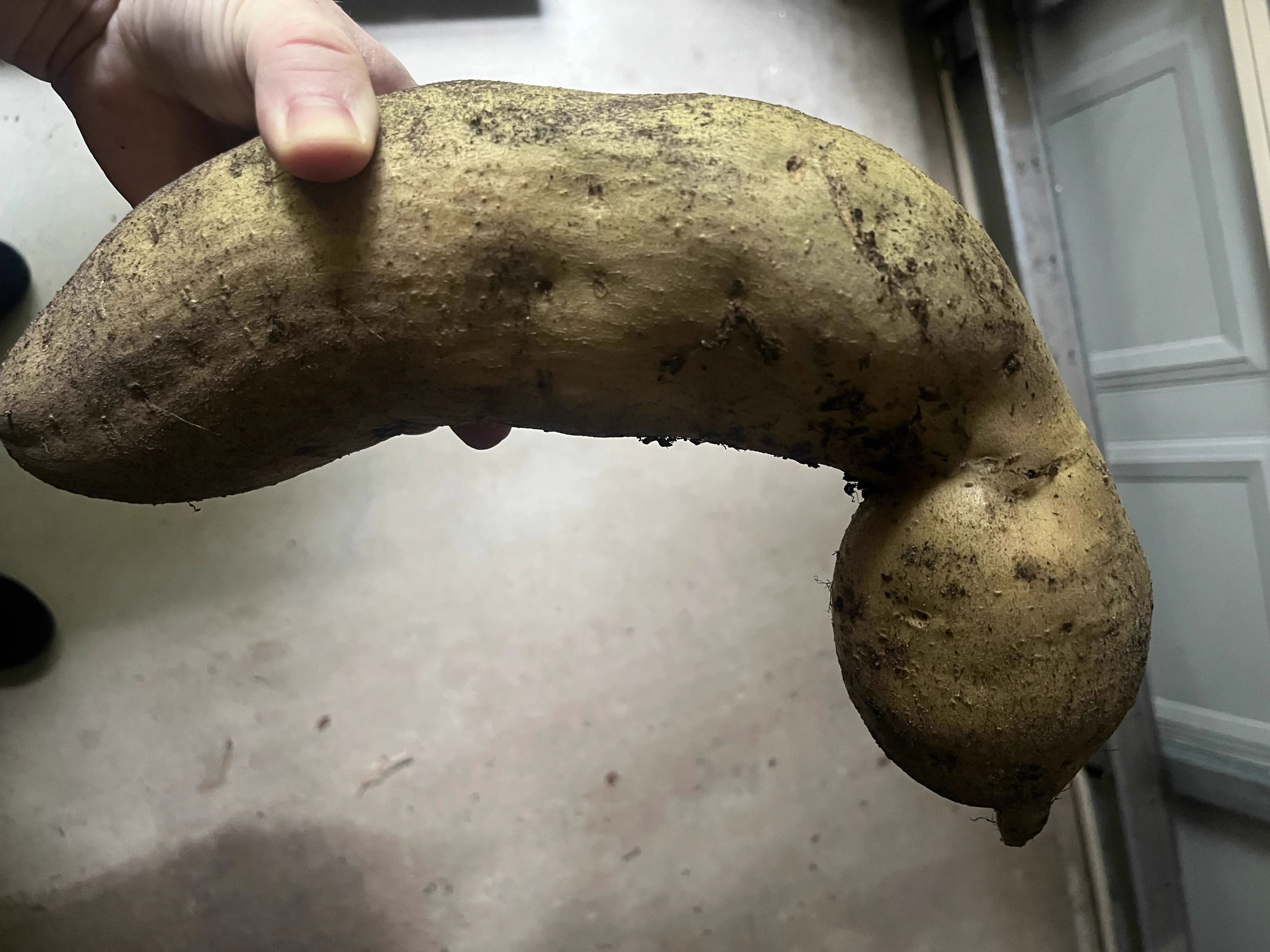 Wait Till You See These 8 Wonders Go Absolute Unit đ« 17 Massive sweet potato absolute unit