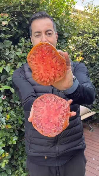 Wait Till You See These 11 Giants Built Like Tanks đ« 19 Enormous tomato that looks impossibly large