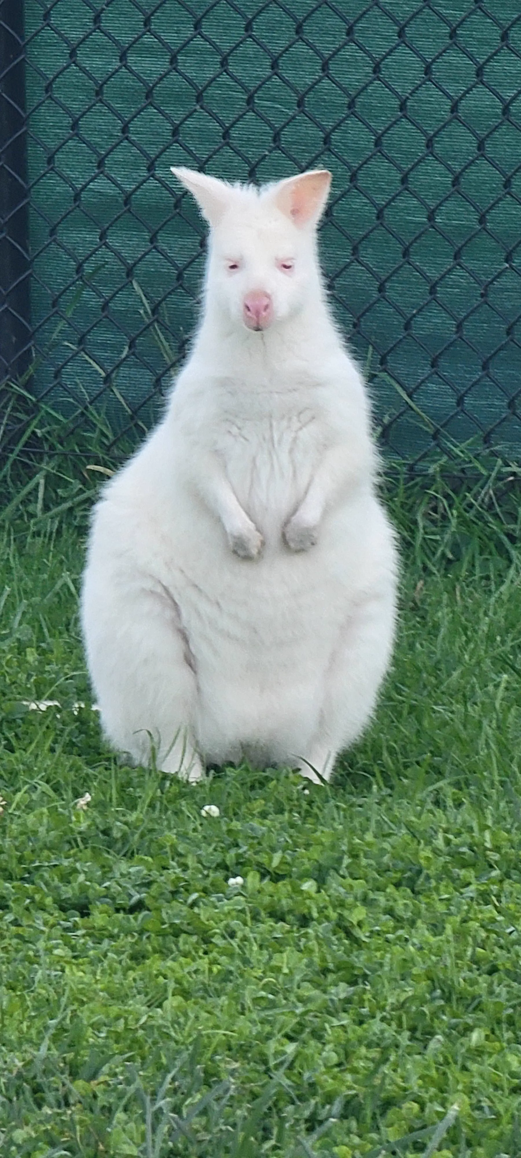 Wait Till You See These 8 Wonders Go Absolute Unit đ« 16 Chonky wallaby absolute unit