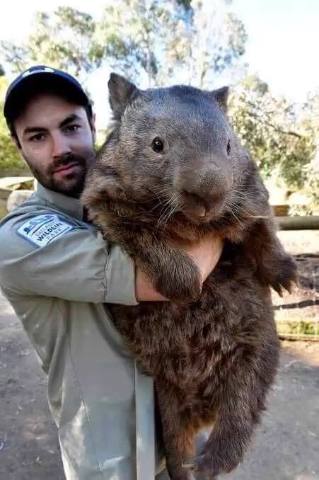 PUNCH: 12 Giants That Snapped the Scale in Half đ« 19 Absolute Units of a wombat