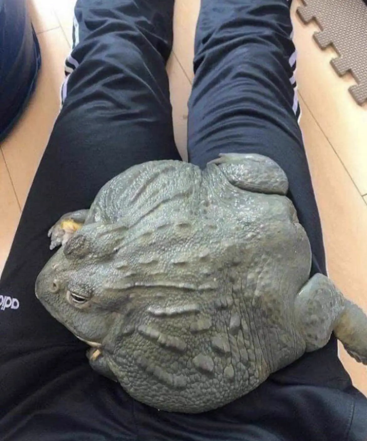 The 10 Chonkiest Units Ever Spotted in the Wild đ« 19 A giant African bullfrog resting on the ground