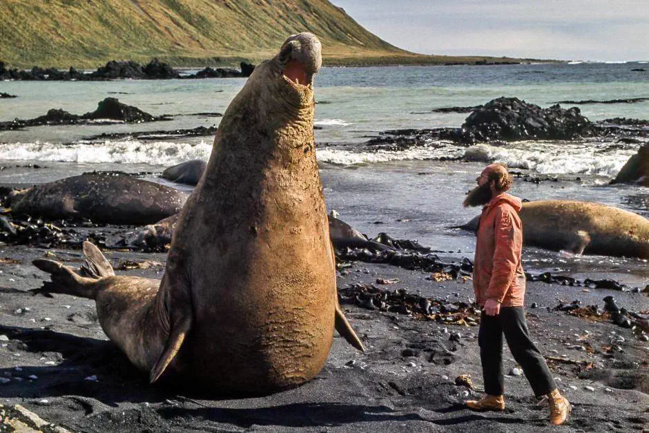 PUNCH: 12 Giants That Snapped the Scale in Half đ« 14 Absolute Units of an elephant seal on the beach with a person for scale