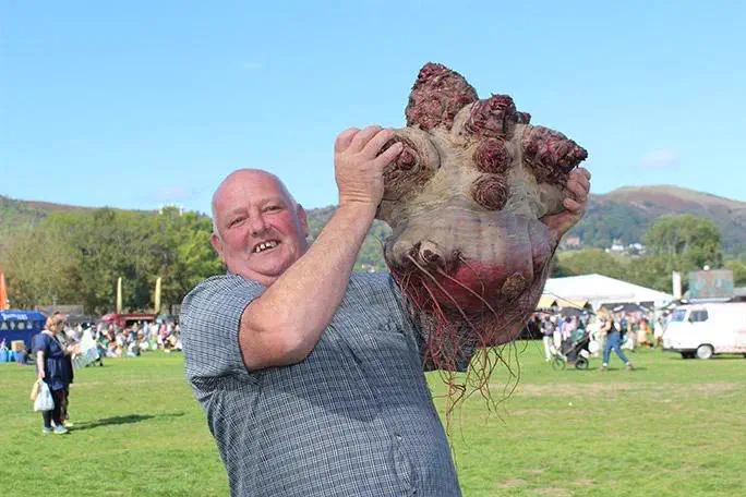 7 Random Things That Grew Into Absolute Tanks đ« 14 Absolute Units of Beetroot
