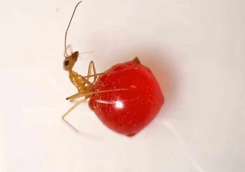 PUNCH: 12 Giants That Snapped the Scale in Half đ« 21 Absolute Units of the belly of an ant