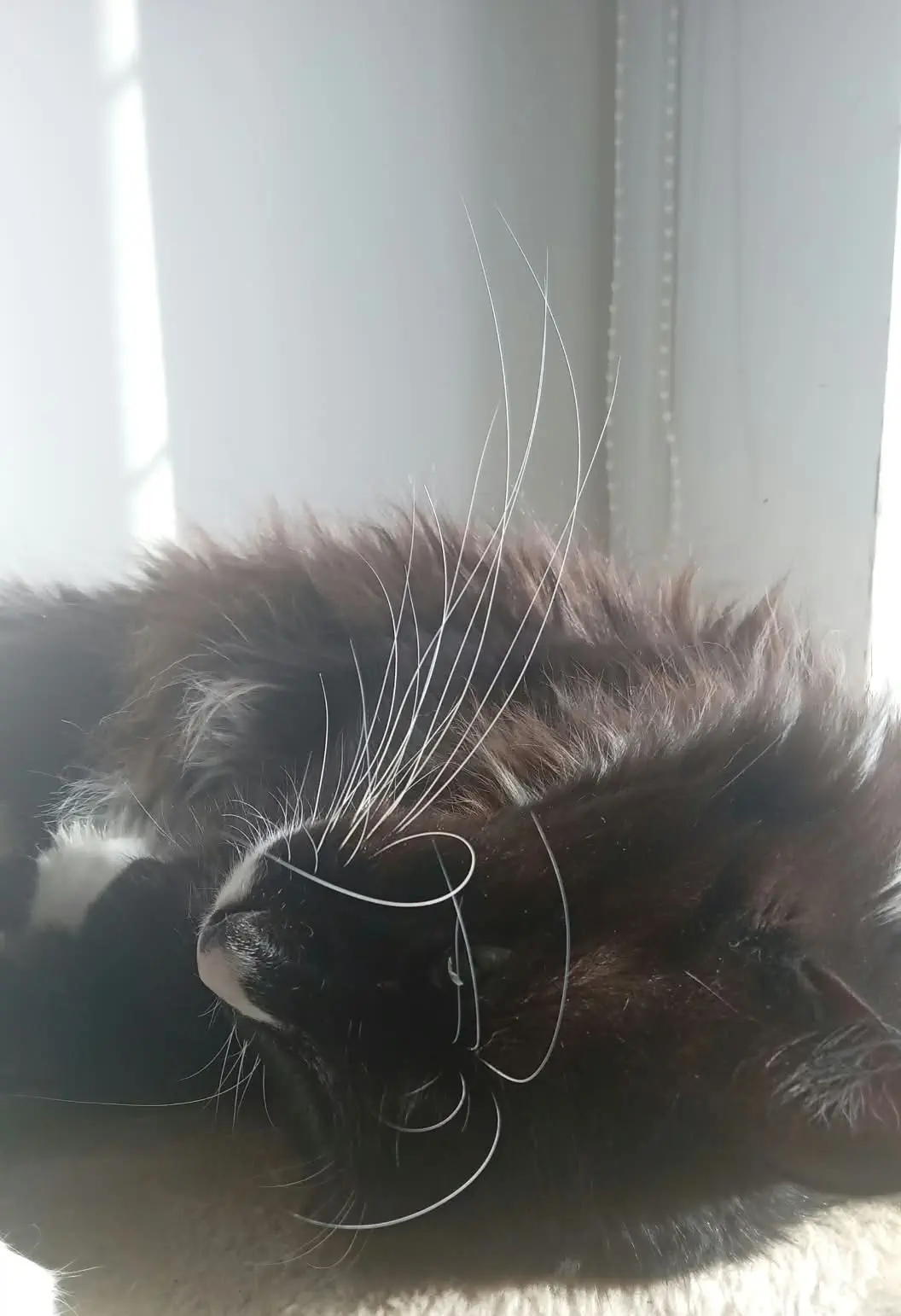 The 8 Chonkiest Units Ever Caught In The Wild đ« 12 Extreme close-up of thick cat whiskers