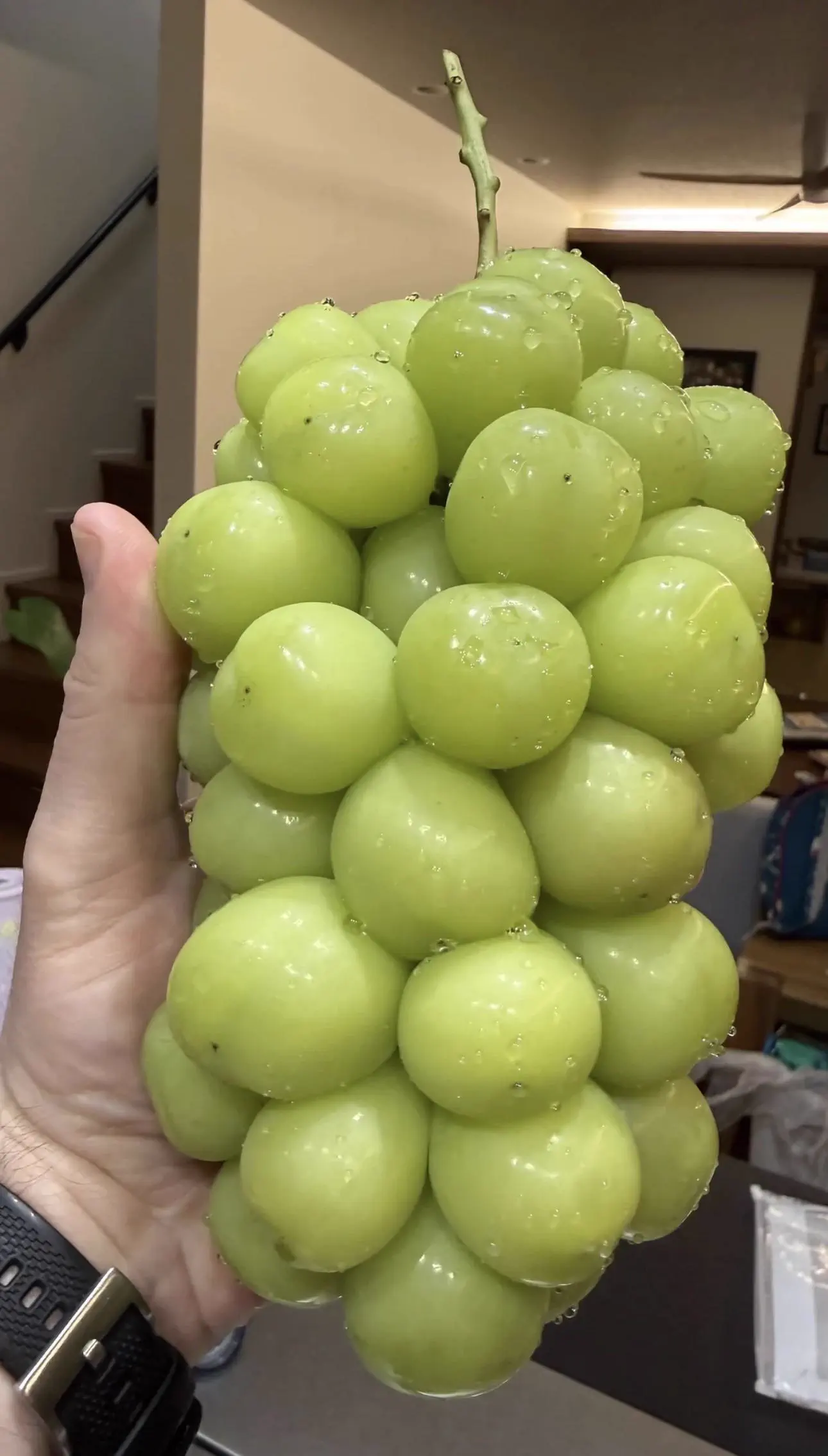 The 10 Chonkiest Units Ever Spotted in the Wild đ« 16 Oversized grapes hanging from a vine