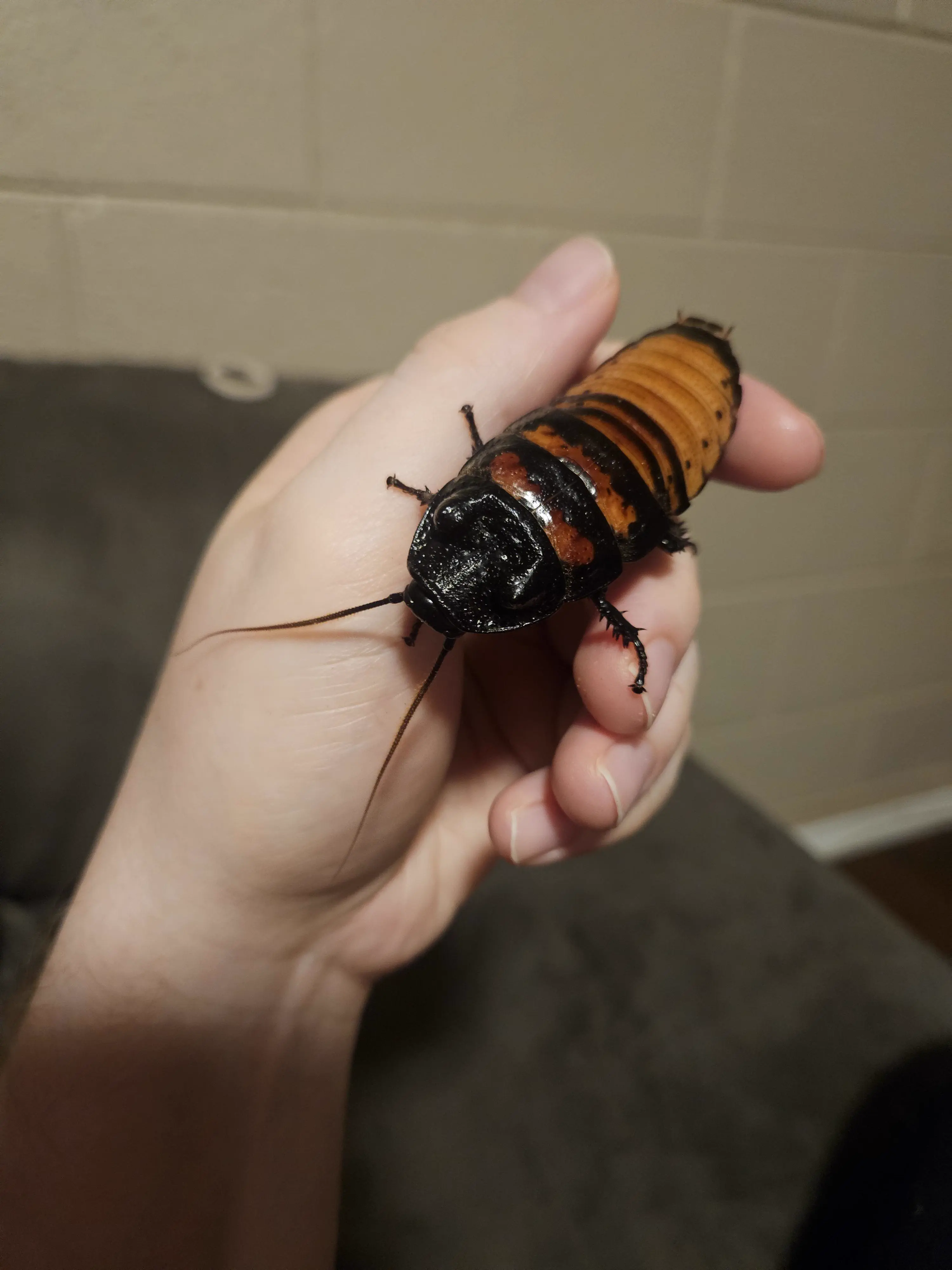 The 11 Most Colossal Units Ever Pulled From the Internet đ« 13 Absolute Units of my pet Madagascar Hissing Cockroach