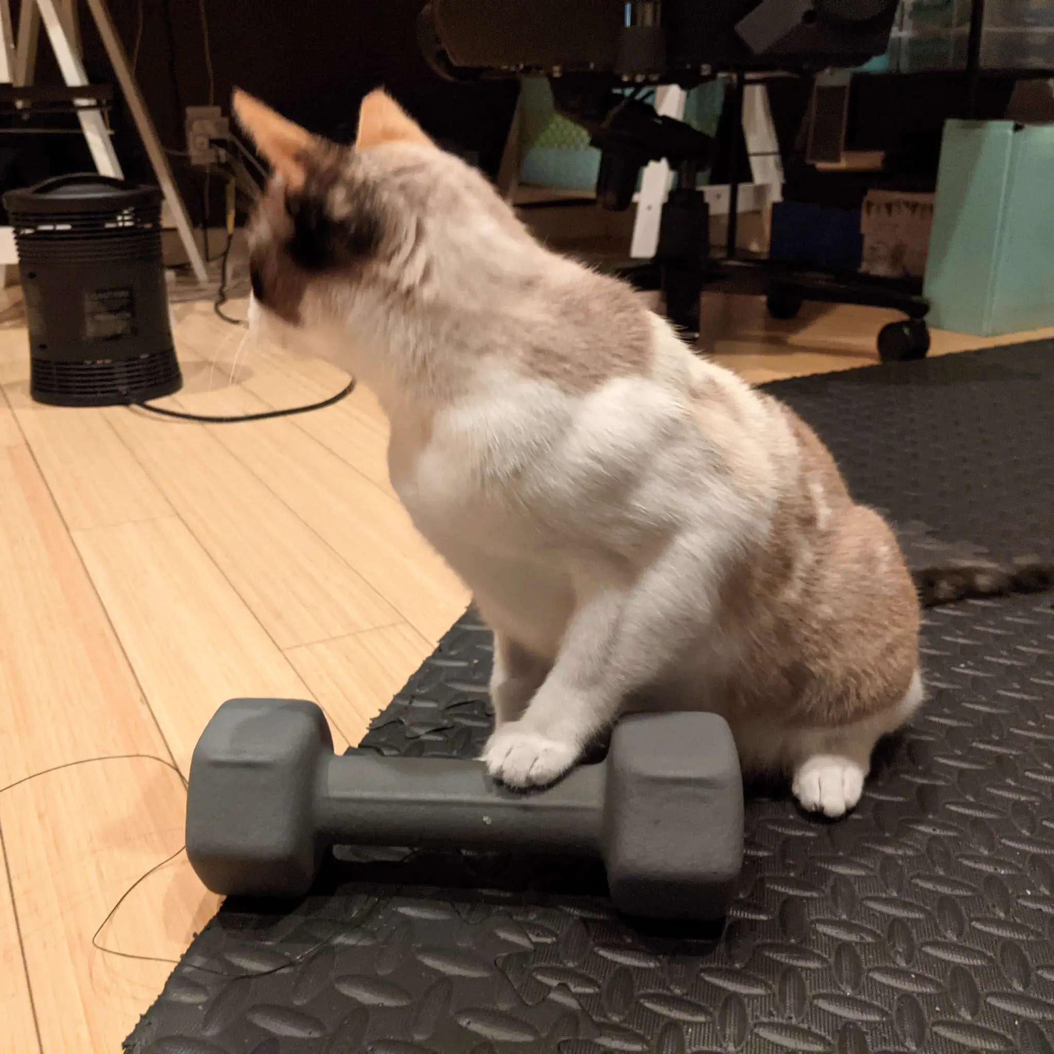 We Found 9 Chonky Units That Shouldn't Exist đ€Ż 17 Absolute Units of pure swol cat